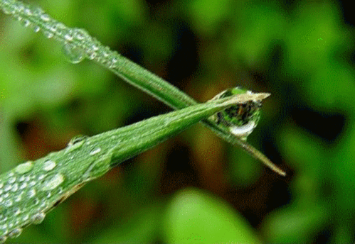 叶子水滴晶莹滴落绿色gif动图_动态图_表情包下载_soogif