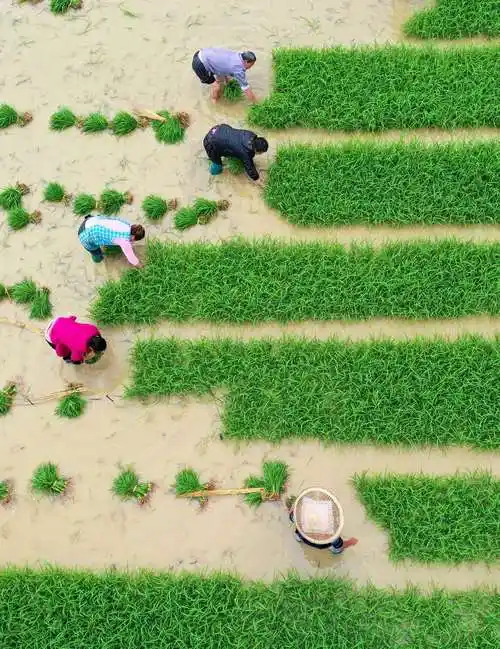 组图芒种将至农事忙