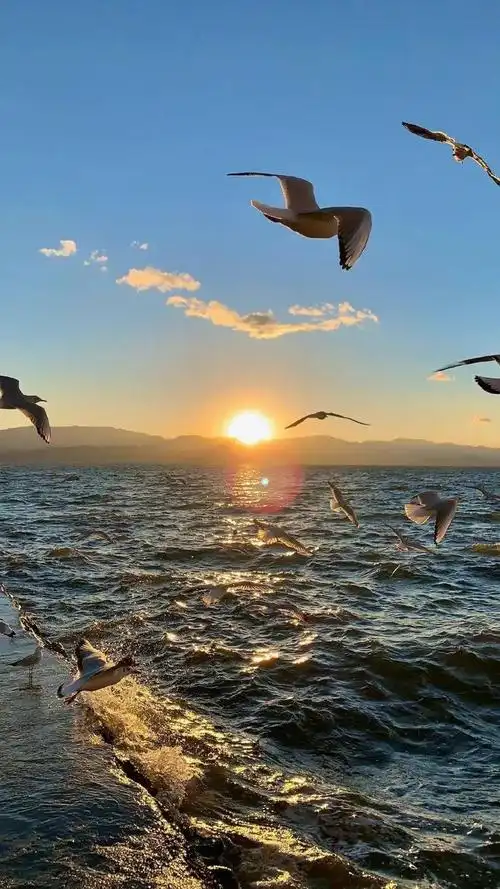 壁纸丨唯美日出海鸥掠过