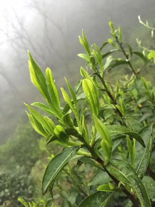 茶芽有云露的滋润,如此娇嫩