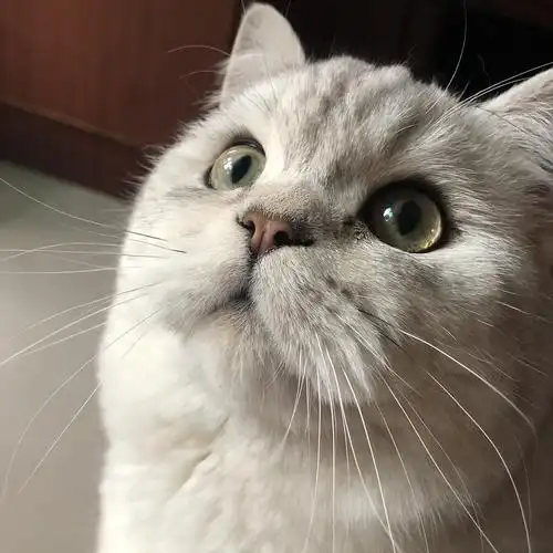 长沙银渐层公猫配种