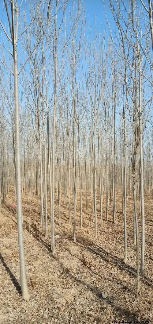 图片展示3公分白蜡苗子