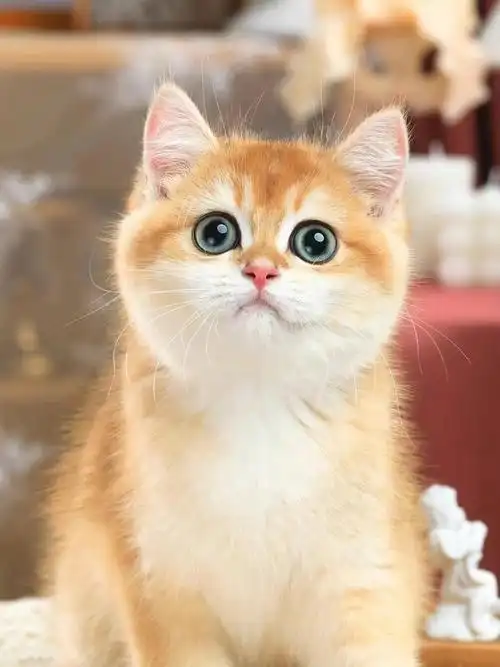 78英短金渐层弟弟01三个月/ny12色 金包子90特惠4xxx 这个价格