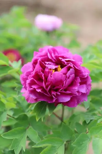 牡丹花很漂亮!雍容华贵!拍摄定格美丽!(相机拍摄)