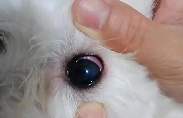 主人最好去宠物医院检查一下狗狗.1.睫毛是向后插的.