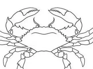 梭子蟹图片_简笔画图片_少儿图库_儿童资源网