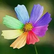 好运连连微信头像图片花卉发财【点击鼠标右键下载】