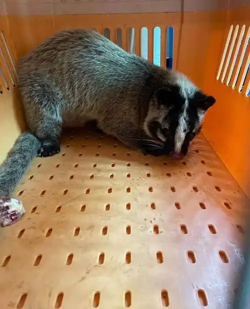 随后,保护科的工作人员和警察赶到现场,为避免该野生动物乱窜对过往