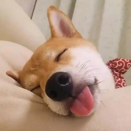 可爱狗砸头像 动物头像