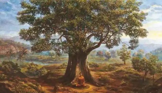 释迦牟尼在菩提树下觉悟成佛菩提树有何功德