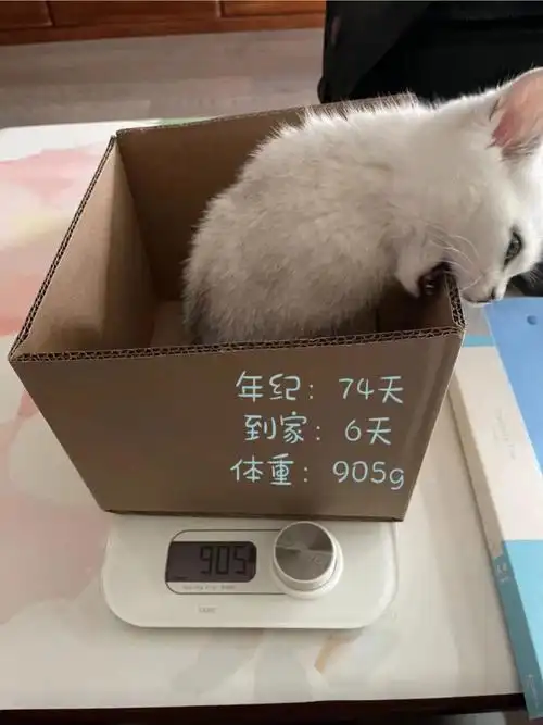 你们的银渐层都多重呀邓布利多成长史