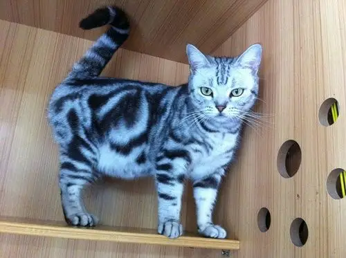 成年1岁多点美短银虎斑出售,体格大,纹路很清晰,很少有母猫这么大体格