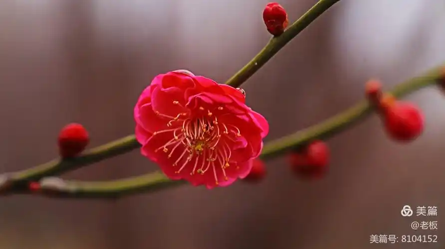 冬天里盛开的梅花