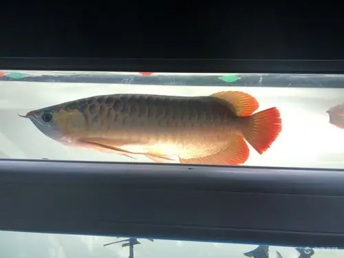 出售一条红龙35公分左右已发色