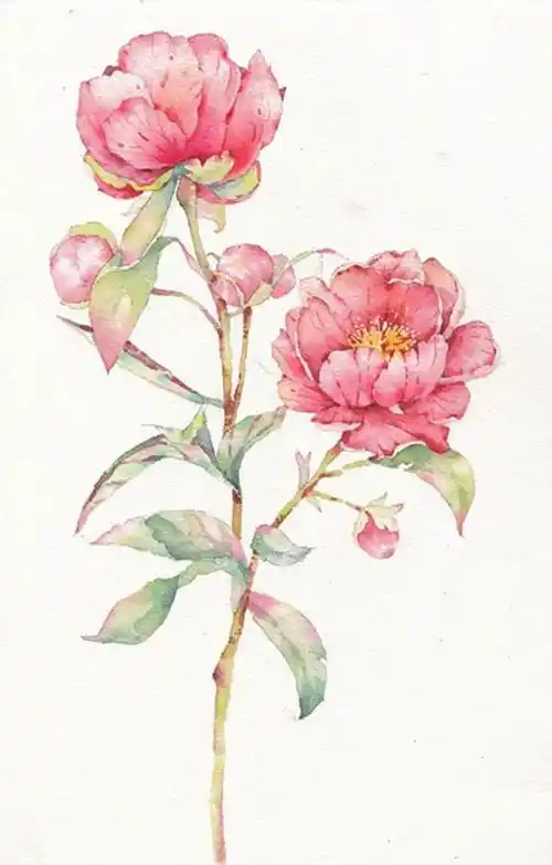 牡丹花水彩画教程牡丹花水彩画步骤
