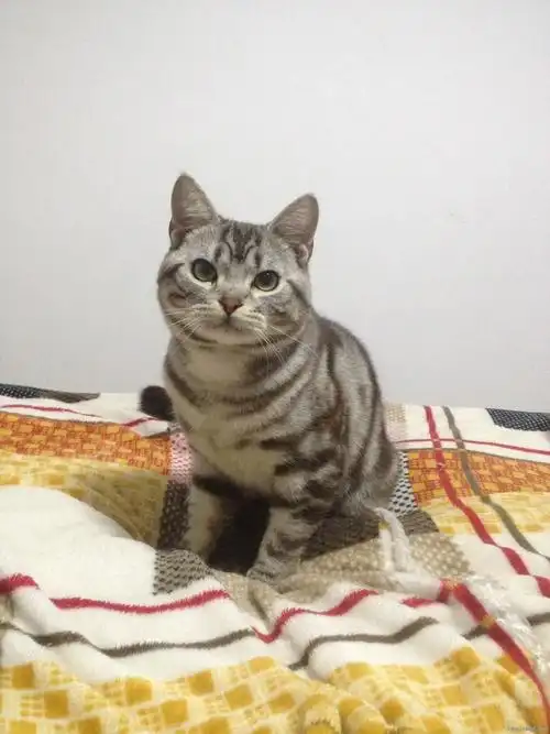 [猫咪买卖] 出售美短银虎斑 1000