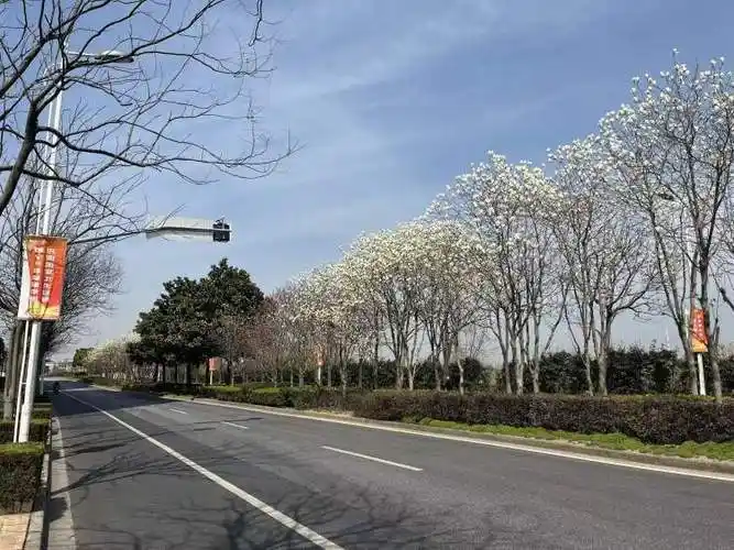 首届白玉兰文化节来了,申城将在地标位置打造白玉兰主题景点