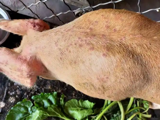 各位老师好:我有一头猪身上起红疙瘩,全身都有,饮食正常,是什么病,该