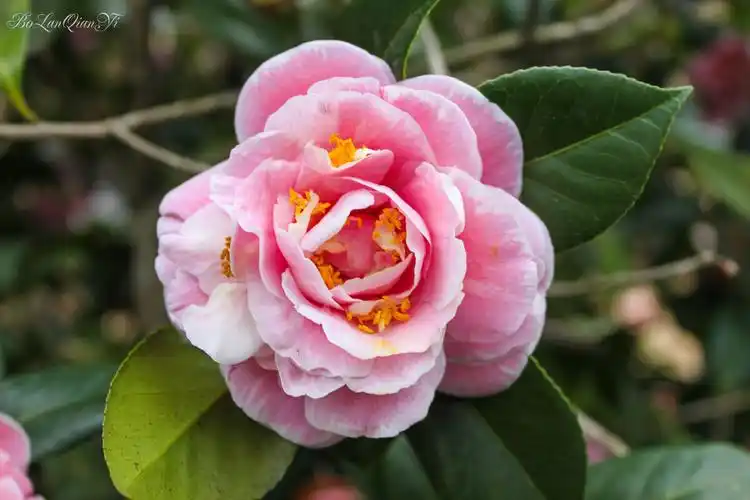 百变花王五色茶花16