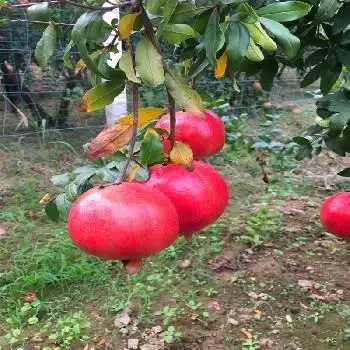 当年结果大石榴树价格及报价水晶石榴苗批发价格