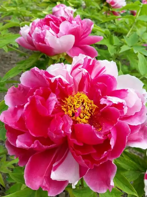 北京各大公园的牡丹争艳绽放,尤其是景山公园牡丹更是绚丽多彩,花朵硕