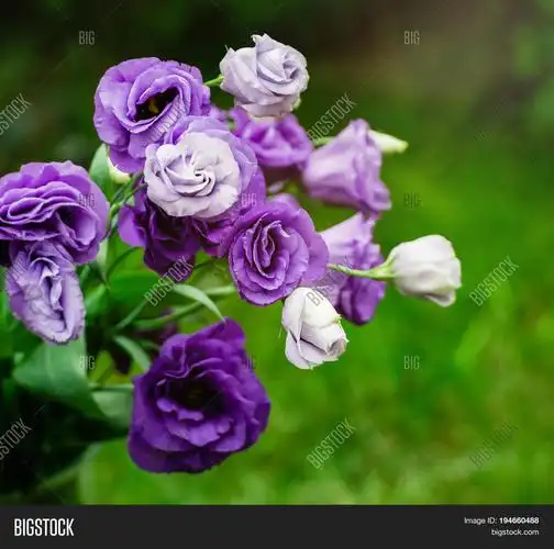 closeup to beautiful purple and white lisianthus
