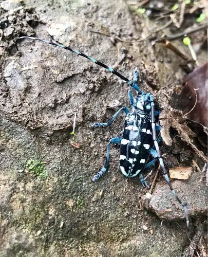 云南的花·草·果·虫