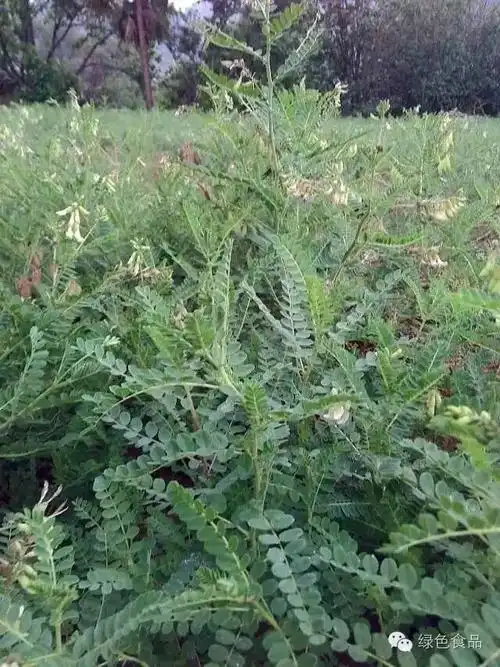 黄芪——有增强机体免疫功能,保肝,利尿,抗衰老