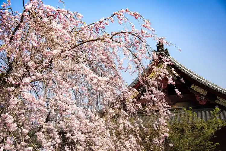 樱花绽放的东京都上【首发】