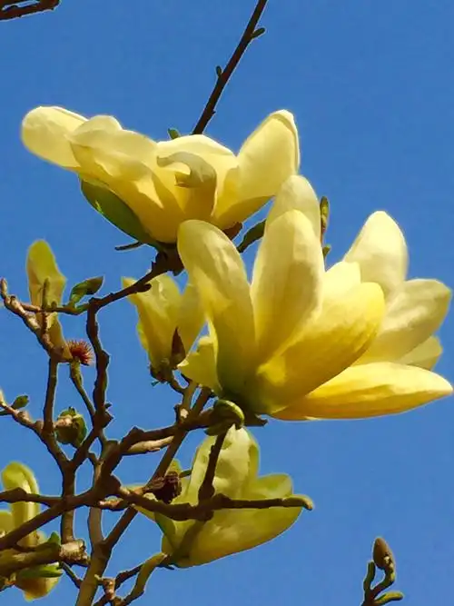 盛开时的广玉兰!(黄色) - 美篇