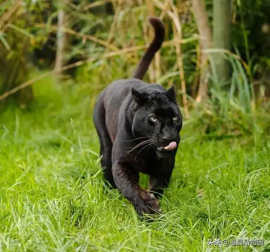 黑豹图片 动物 黑豹创业版图片大全