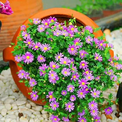 带花姬小菊盆栽花苗阳台庭院花卉植物好养菊花雏菊四季开花