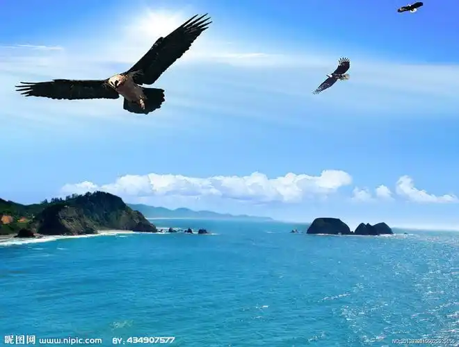 大海老鹰图片