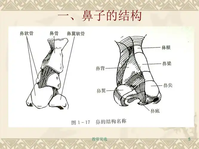 鼻子的结构及画法教学校园