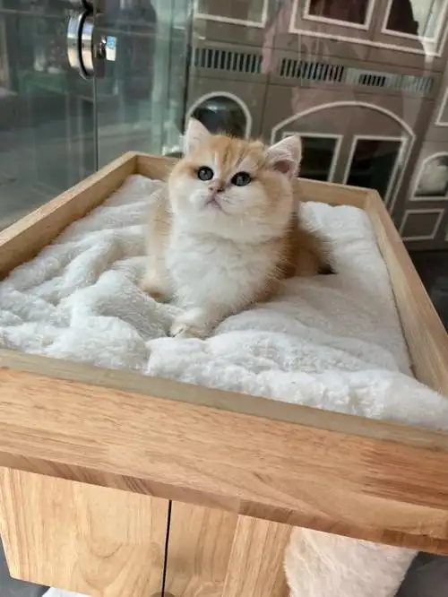 12色金渐层妹妹长大了