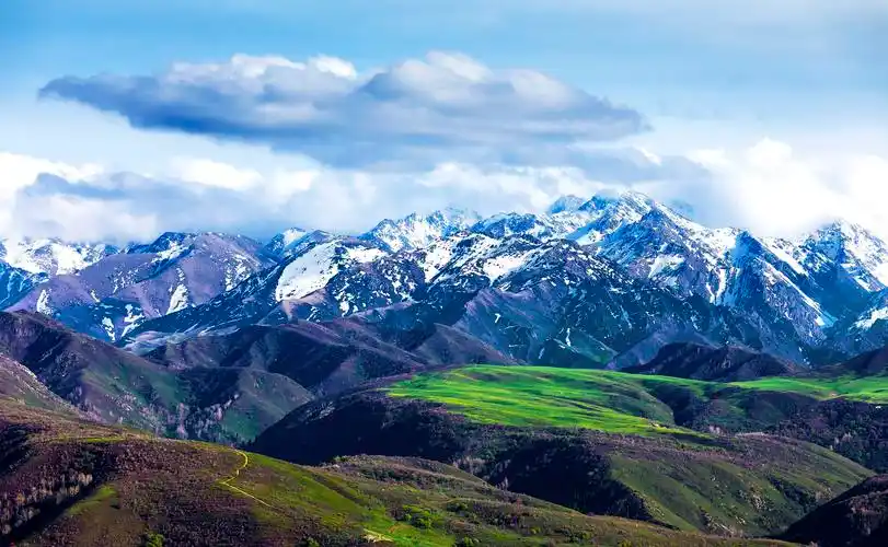 新疆塔城:雪山下的牧场