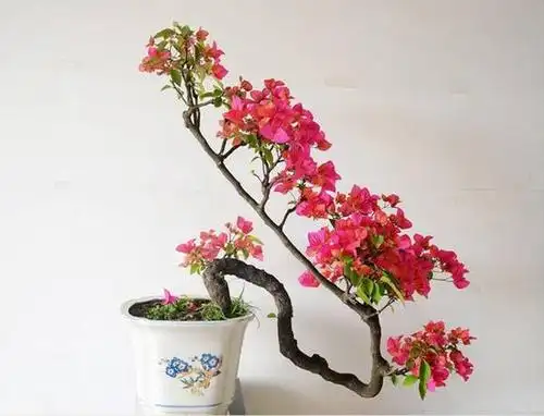 造型奇特的三角梅盆景,花朵顺着仅有的一个枝条而开,向上攀爬而去