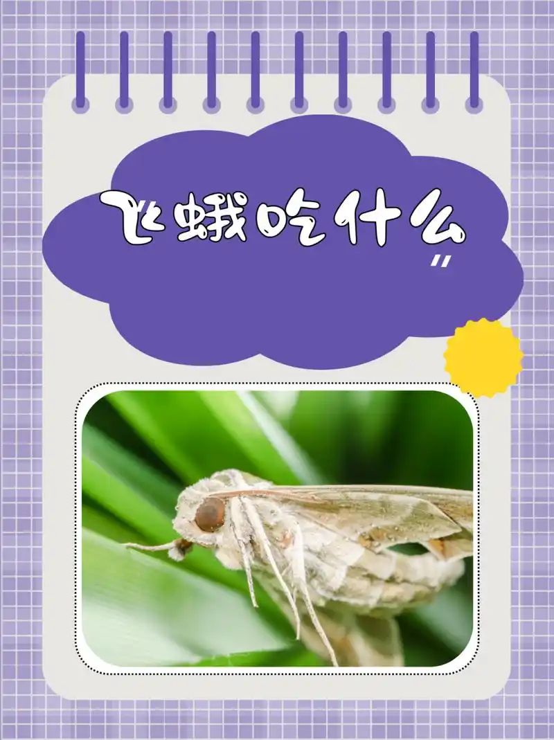 飞蛾吃什么  大多数飞蛾在幼虫时期主要吃植物的叶子,比如蔬菜,花卉