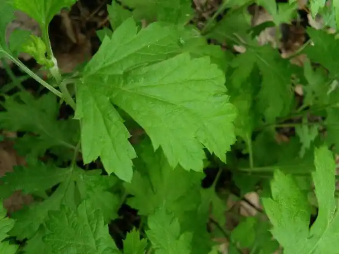 野菊―菊科―叶片羽状深半裂,浅裂,淡绿色,叶缘有锯齿,两面同色.
