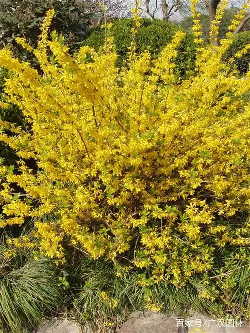 黄金条树什么时候开花?