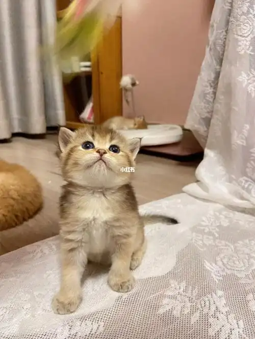 25色金渐层妹妹便宜出啦