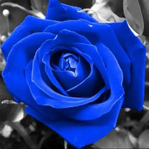 蓝玫瑰头像