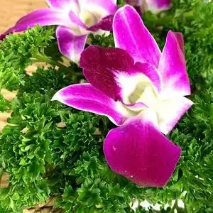 餐饮摆盘装饰花草新鲜杨兰花荷兰芹组合香芹菜洋兰花火锅酒店西餐
