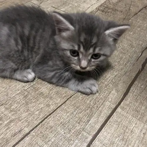 (已出)新鲜出炉的鱼骨纹小虎斑