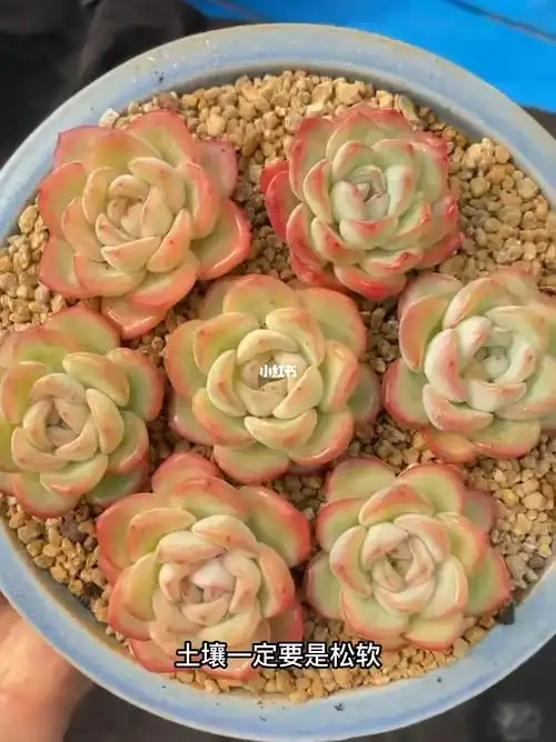 泡芙多肉78听着这个名字就很想吃一口