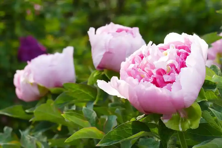 天下真花独牡丹