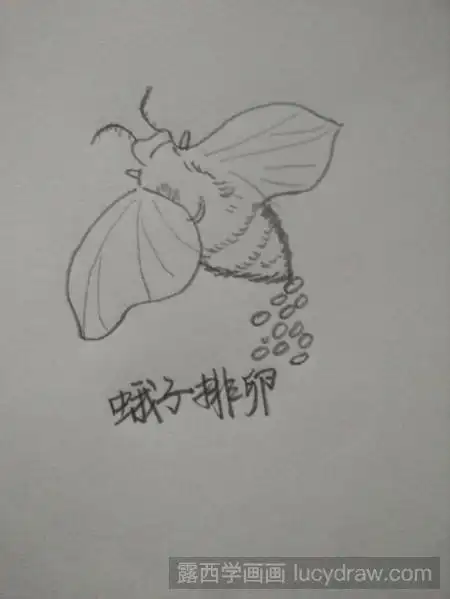 教你画蚕宝宝蜕变成飞蛾的过程