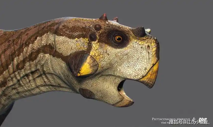 【恐龙王国】原来鹦鹉嘴龙也可以这么有型!_化石_龙的_骨质