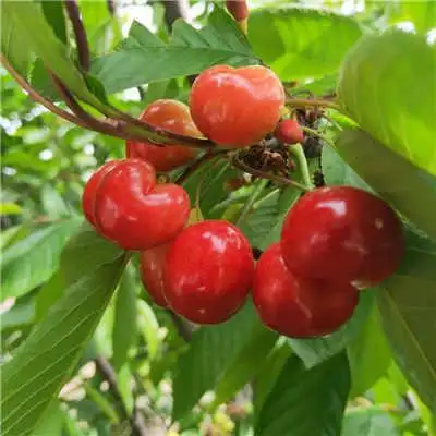 推荐@【广西】那翁樱桃苗现货咨询电话