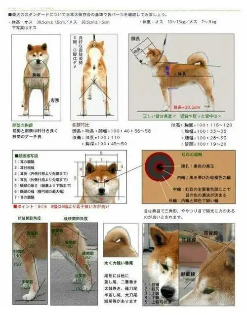 田园犬不是一个犬种,是对中国大多数品种无法确定的杂交种狗的统称,大